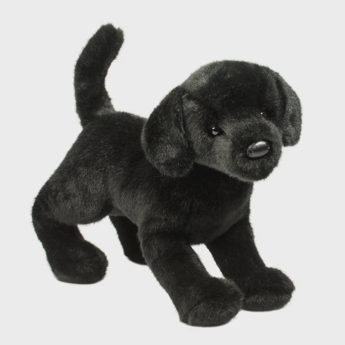 Douglas - Chester Black Lab