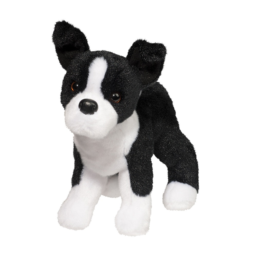 Douglas - Quincy Boston Terrier