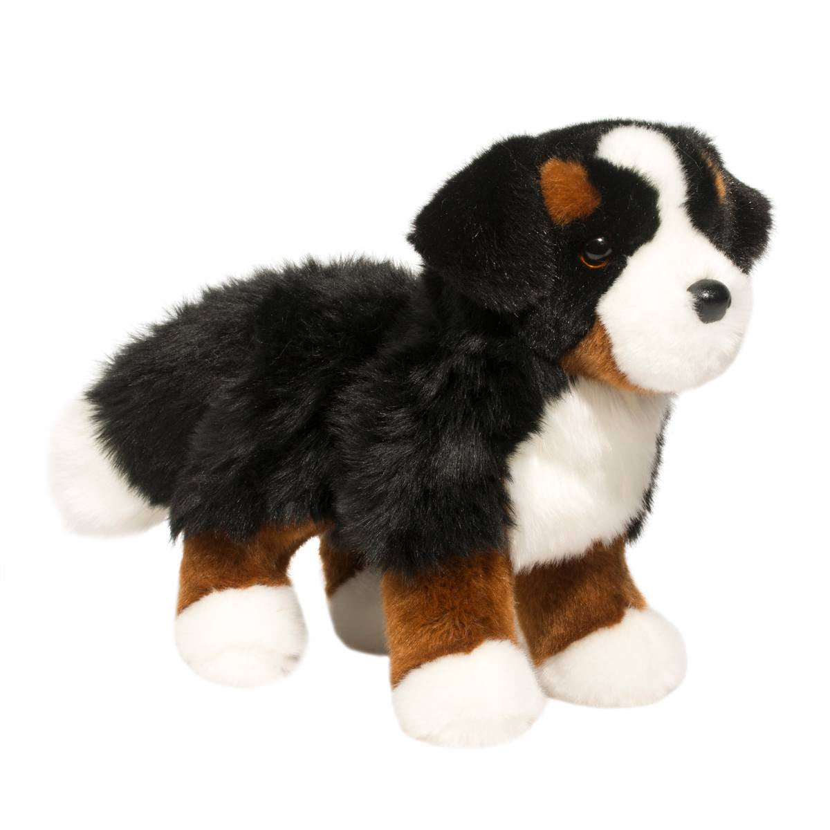 Douglas - Stevie Bernese Mountain Dog