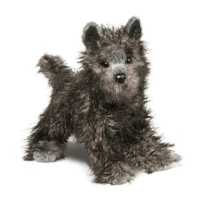 Douglas - Hazel Cairn Terrier